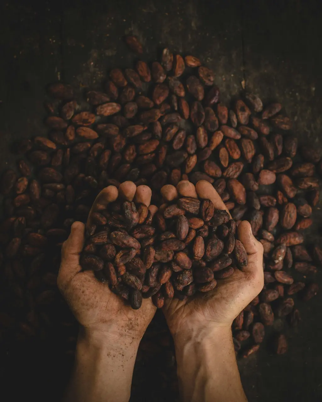 fèves de cacao