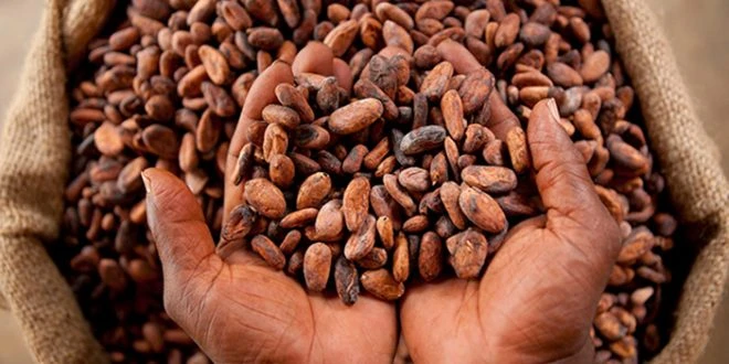Fèves de cacao