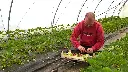 00001910_fraise2.webp